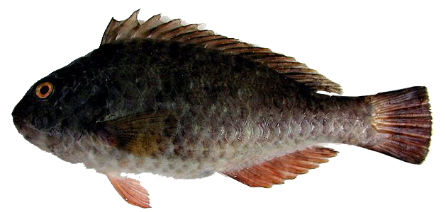 Sparisoma cretense_0010